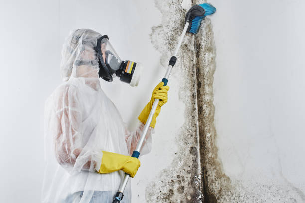 Best Basement Mold Remediation in Jones Valley, CA
