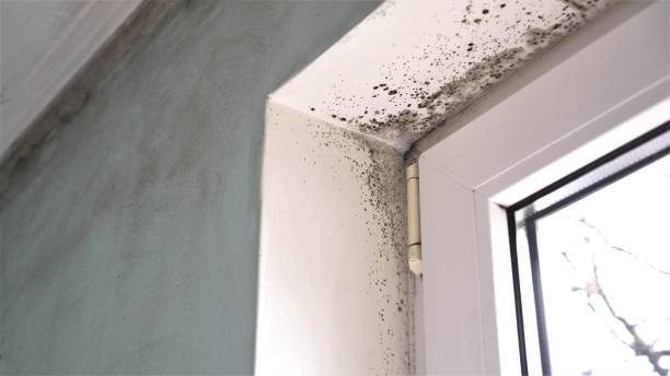 Best Mold Remediation for Specific Building Types in Jones Valley, CA