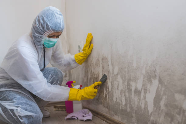 Trusted Jones Valley, CA Mold Remediation Experts