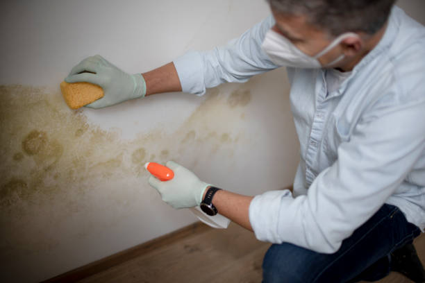 Best Insurance-Related Mold Remediation in Jones Valley, CA