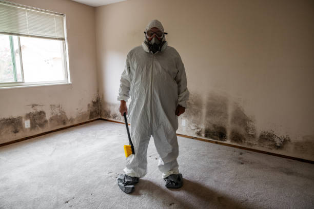 Best Post-Flood Mold Remediation in Jones Valley, CA