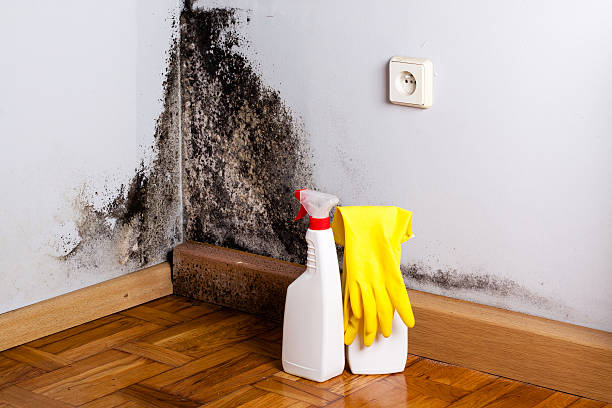Best Residential Mold Remediation in Jones Valley, CA