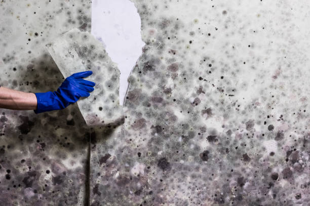 Best Emergency Mold Remediation in Jones Valley, CA