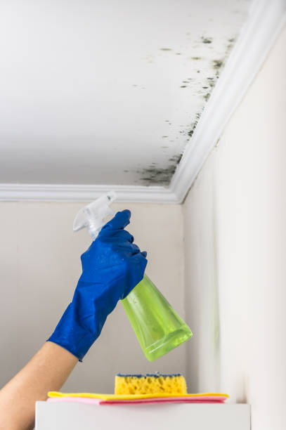 Best Black Mold Remediation in Jones Valley, CA